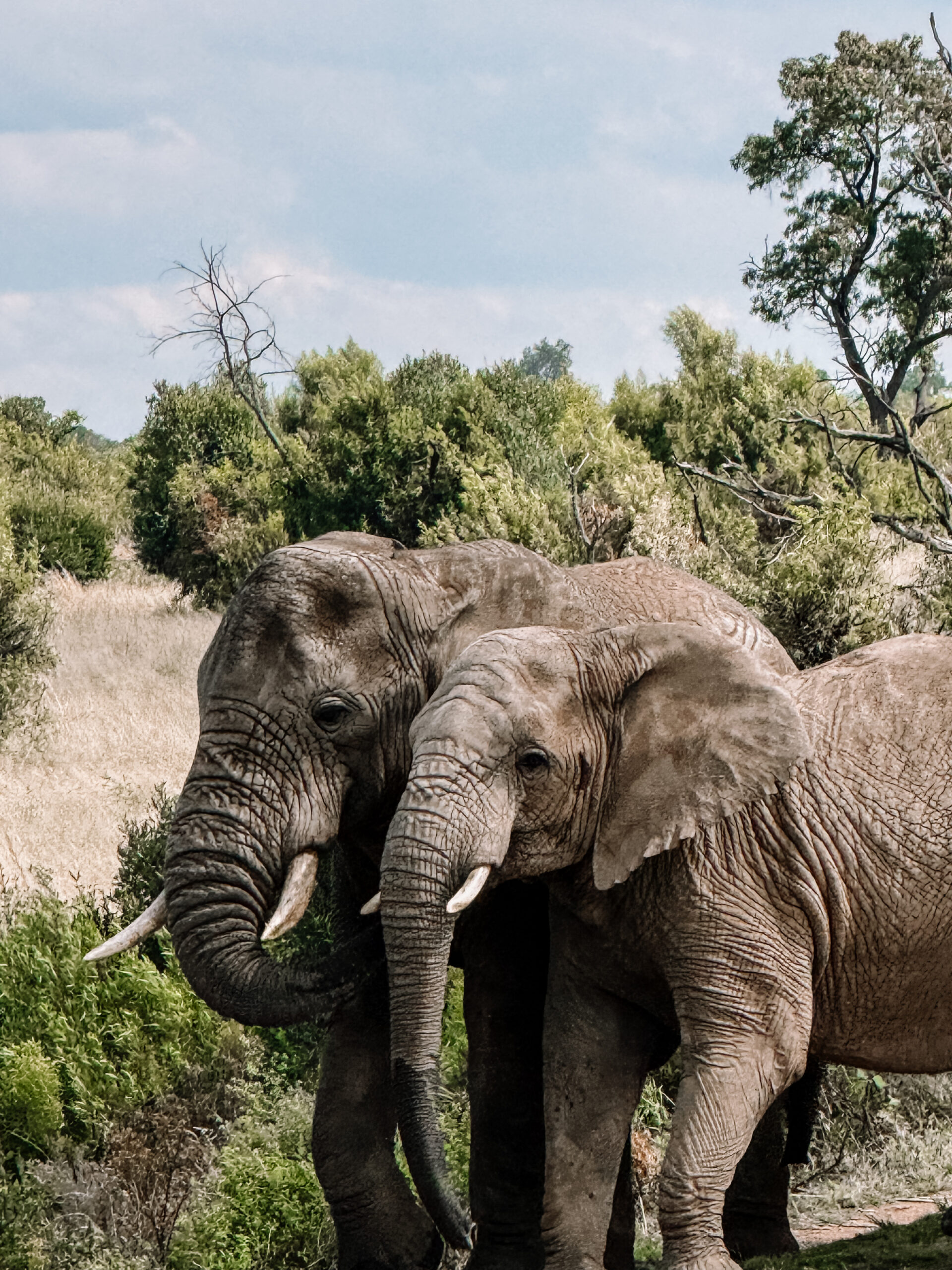 Hippo Lakes Safari Lodge
